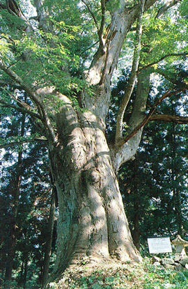 川合の大ケヤキ