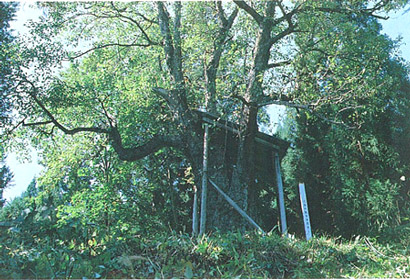 大石田のおなかなし