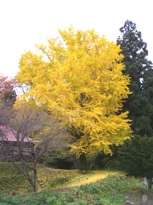 薬王寺のイチョウ