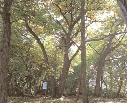 天津栗津田一号