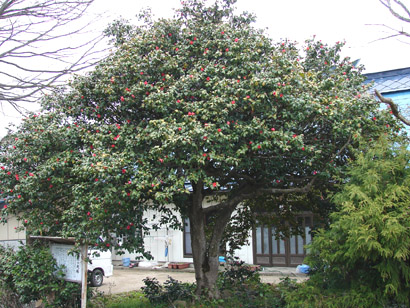 たけはらのおおつばき