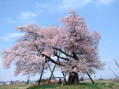 馬ノ墓の種蒔桜
