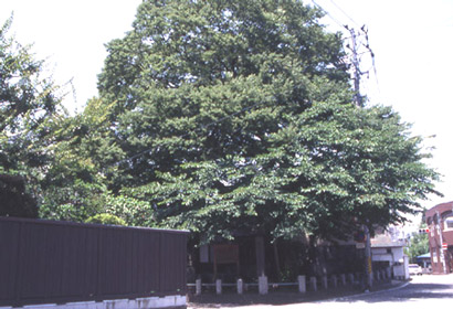 桜ヶ丘出世地蔵尊のケヤキ