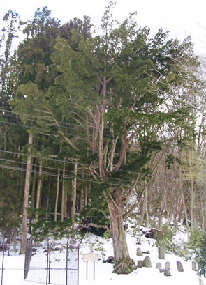 芦ノ牧のイチイ