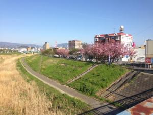 cherry-blossoms