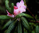 rhododendron-1