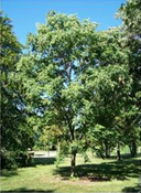 zelkova 4