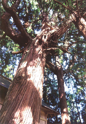 大スギ