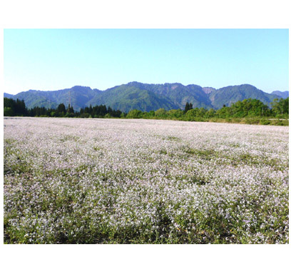 アザキ大根の花畑