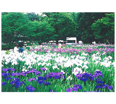 あやめ苑