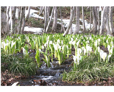 水芭蕉としらかばの杜