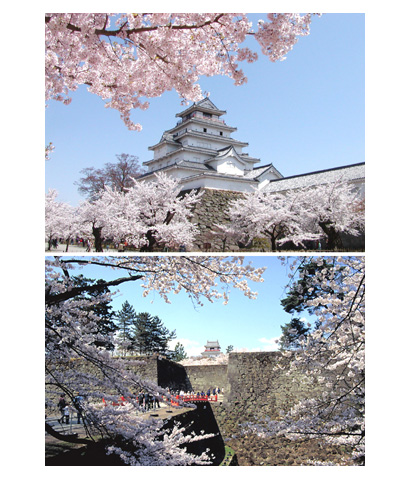 若松城公園の桜