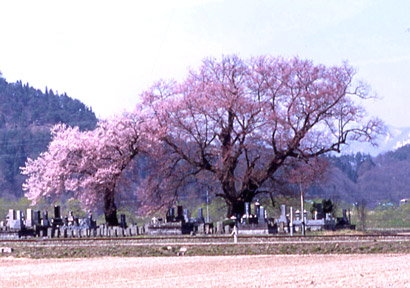 一ノ堰羽黒墓地の種蒔桜