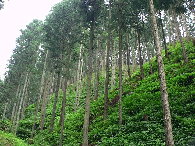 間伐でよみがえった森林