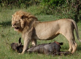 お食事中の野生ライオン