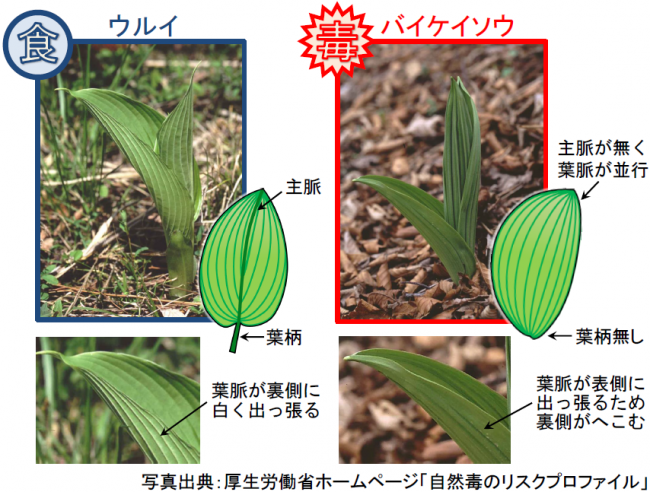 ウルイとバイケイソウの比較