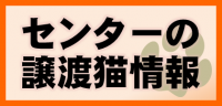 センターの譲渡猫情報