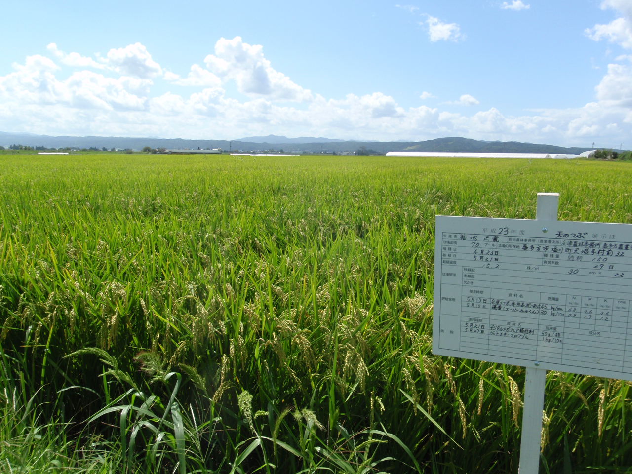 新奨励品種「天のつぶ」(H23喜多方市)