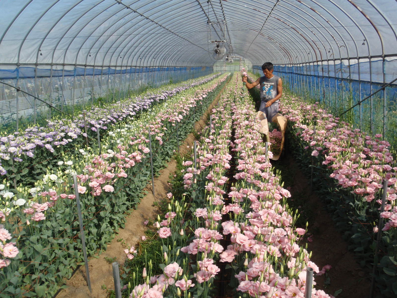 トルコギキョウ(H23喜多方市)