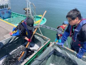 ホシガレイ放流(松川浦漁港)