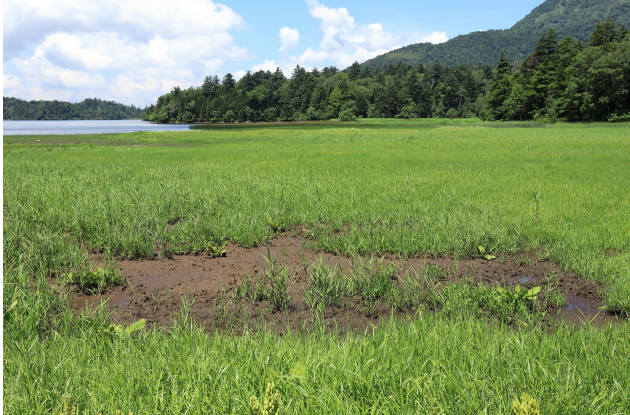 ヌタ場の拡大と増加