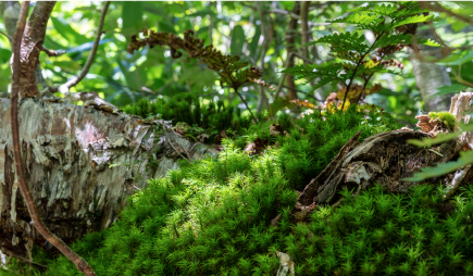 森の中は豊かな苔に覆われる